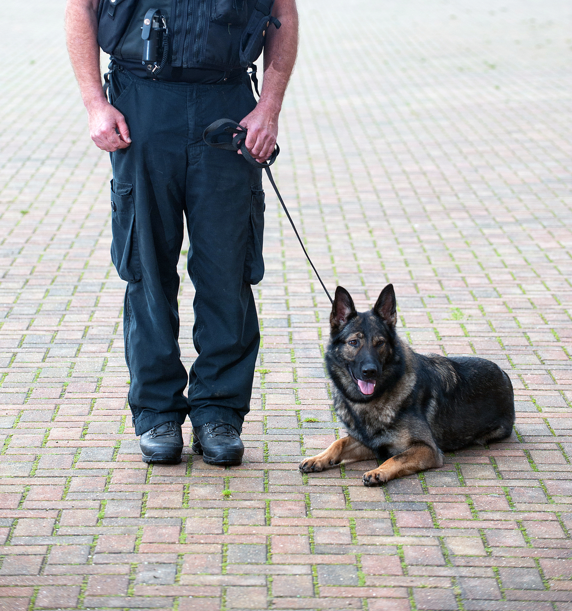The Importance Of Police Dog Units